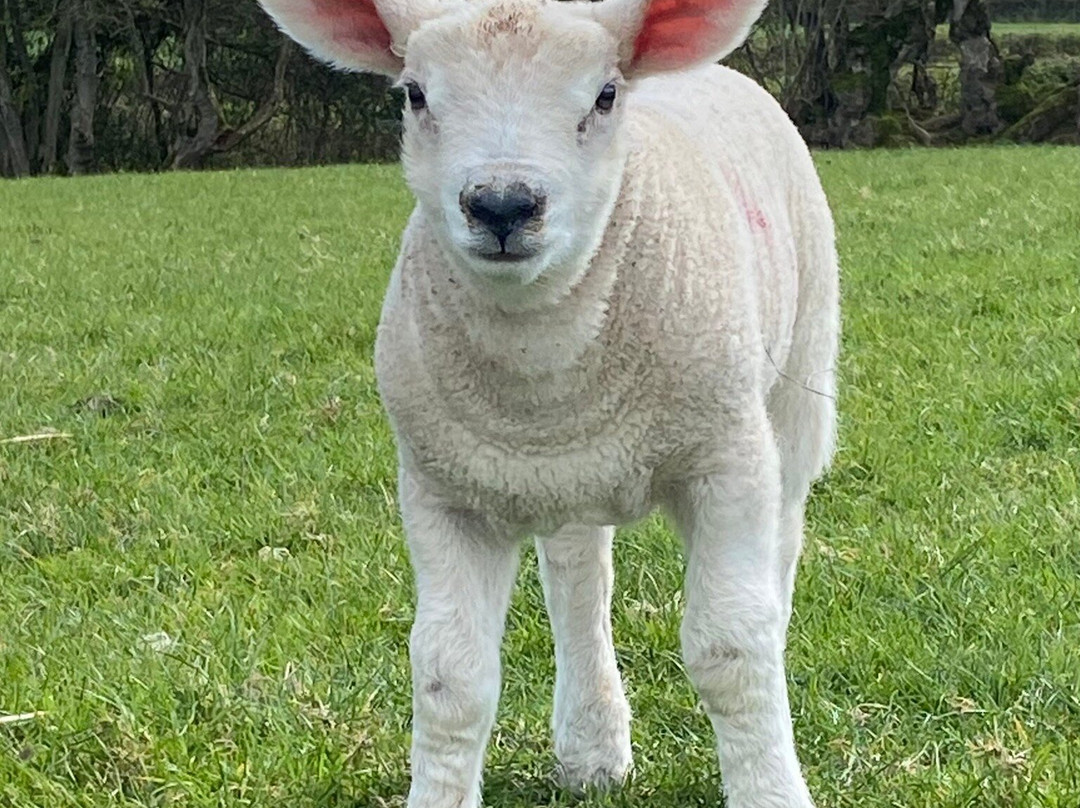 Somerset Sheep Trekking-Pitminster必去景点