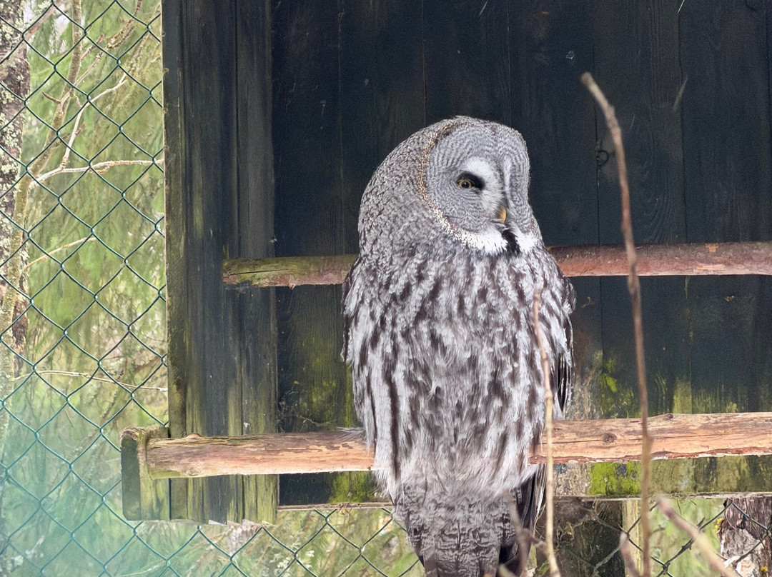 拉普兰探索之旅（罗瓦涅米）-罗瓦涅米必去景点