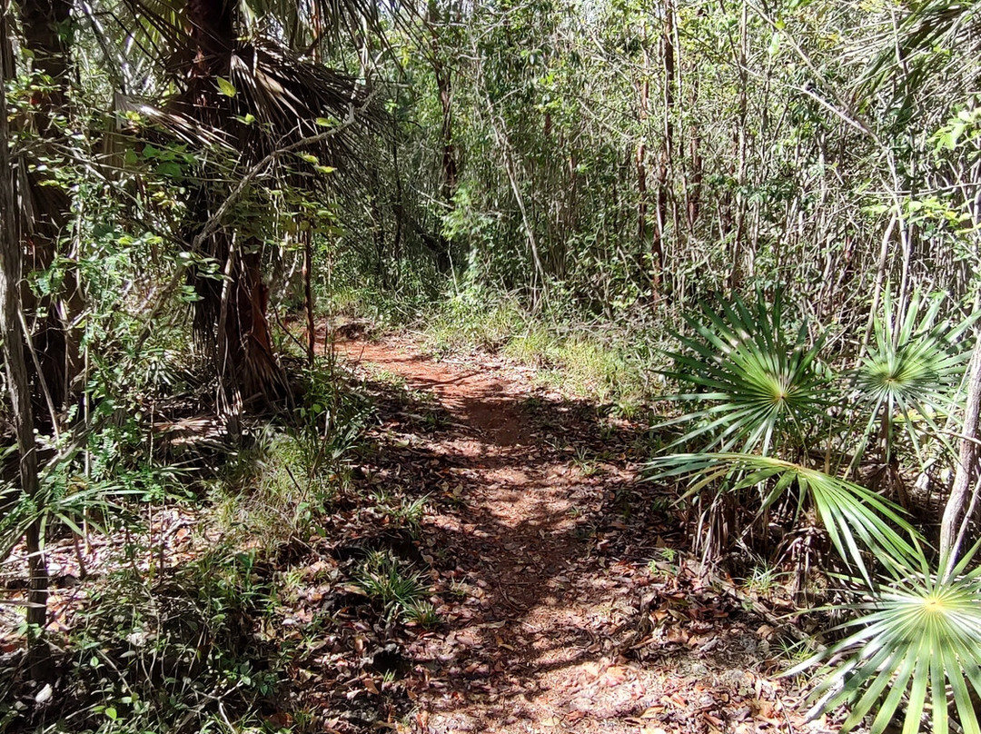 Mastic Trail-大开曼岛必去景点