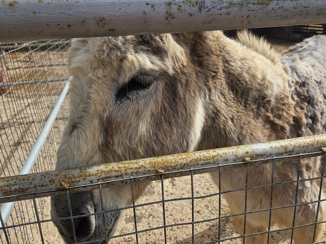 Tenerife Animal Sanctuary-圣克鲁斯-德特内里费必去景点