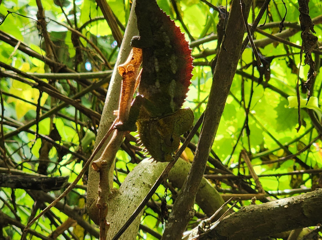 Elgon Peak Adventures - Sipi Falls-Kapchorwa必去景点