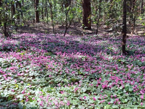 萨包迪亚贝斯特韦斯特优质Spa酒店-官方
