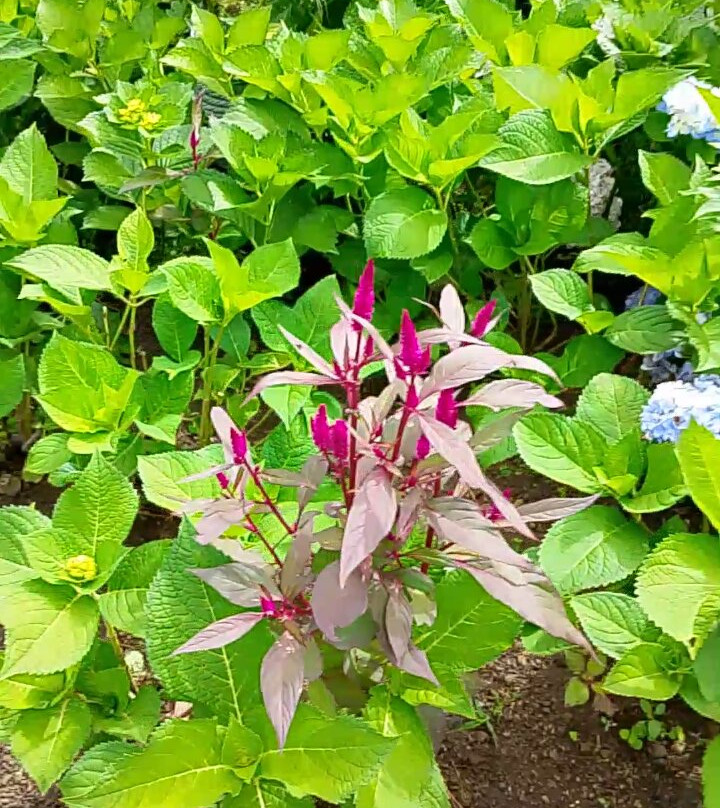 Strawberry Guyabao Farm-Tupi必去景点