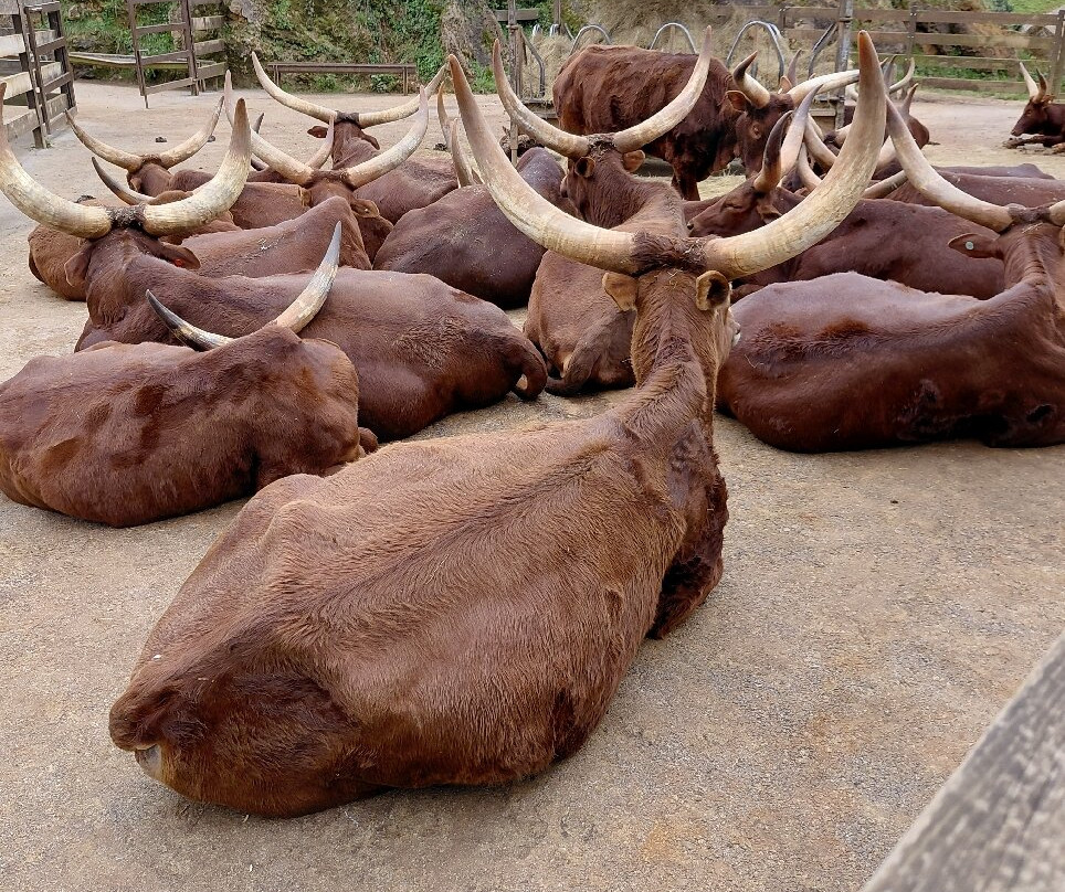 Parque de la Naturaleza de Cabarceno-Obregon必去景点
