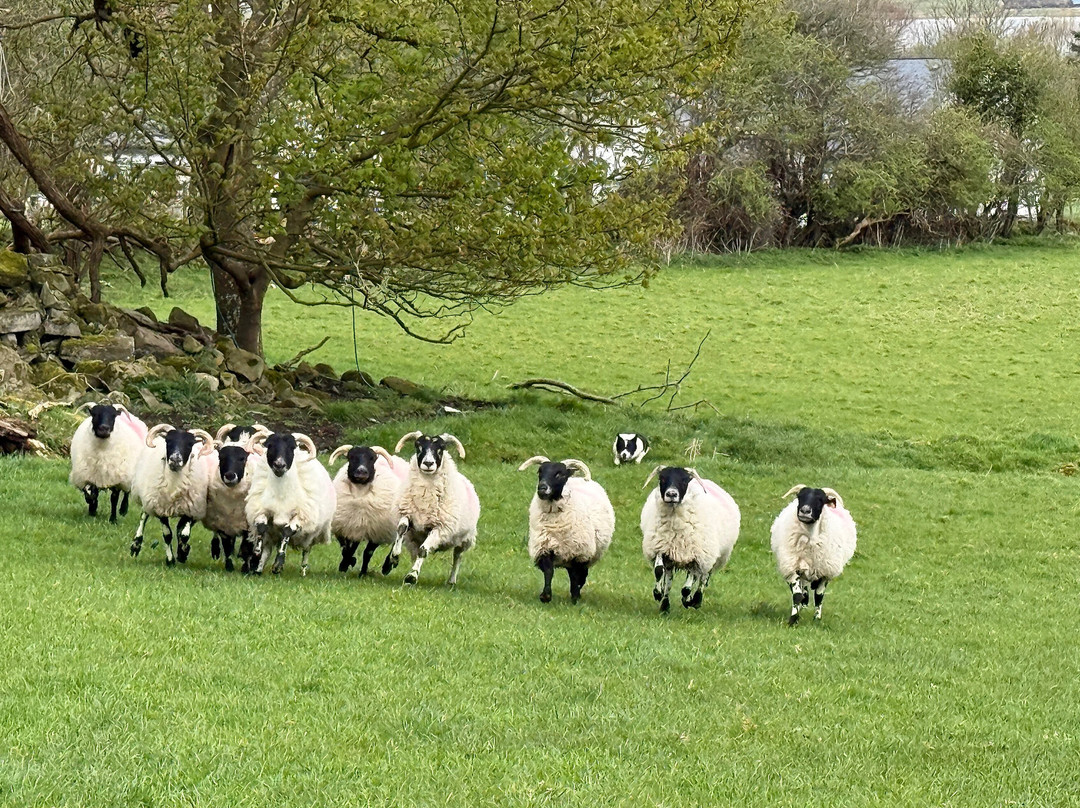 Atlantic Sheepdogs-Grange必去景点