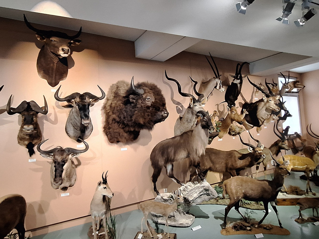 Muséum d'Histoire Naturelle de Tours-图尔必去景点