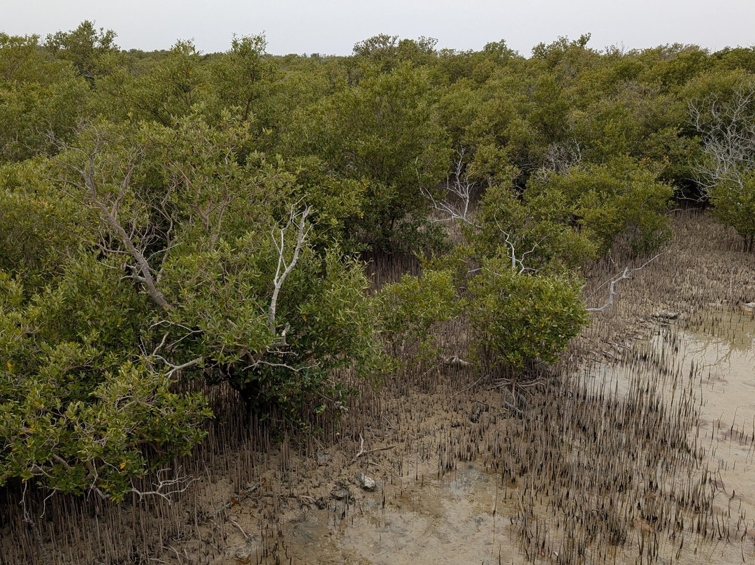 Purple Island - Al Khor Island-Al Khor必去景点