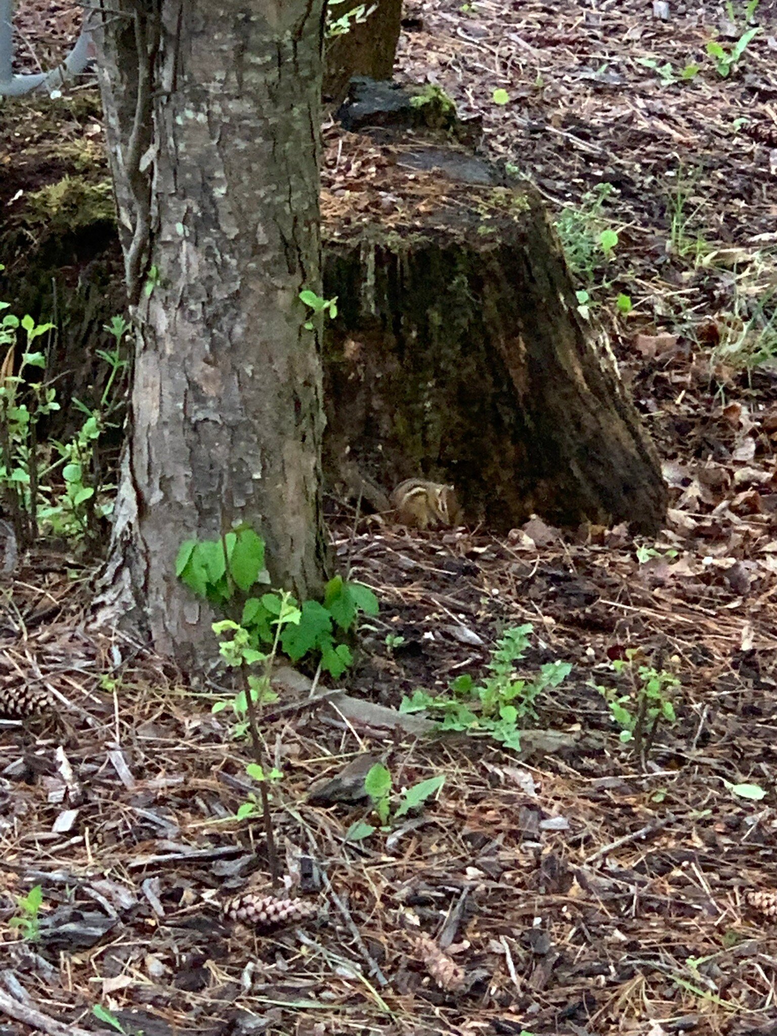 沃德菲尔德庄园 - 圣丹斯度假旅馆-旅行者