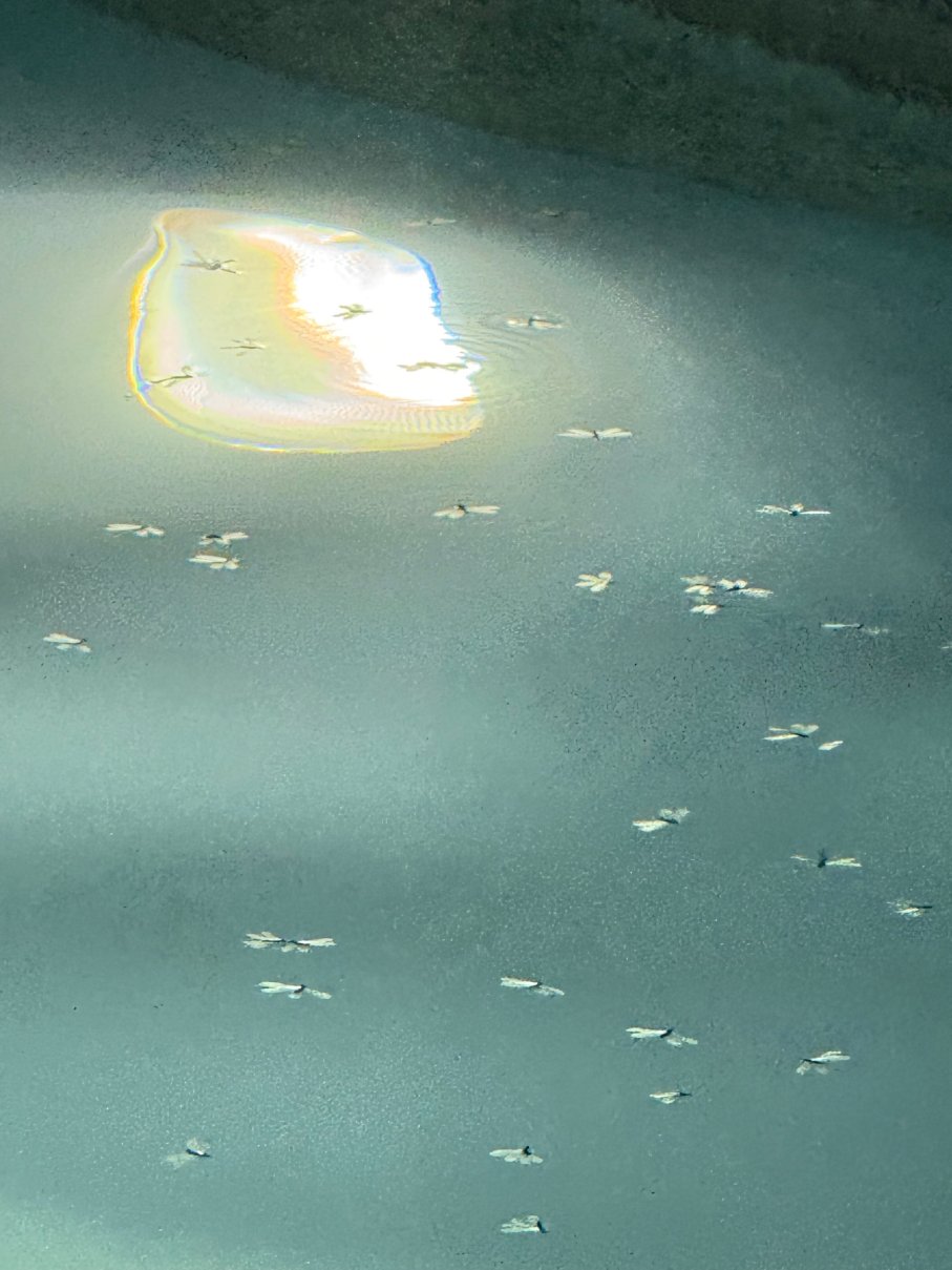 波多黎各拉孔查度假村，傲途格精选-泳池