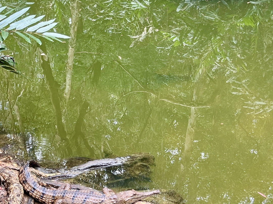 Hartley's Crocodile Adventures-Wangetti必去景点