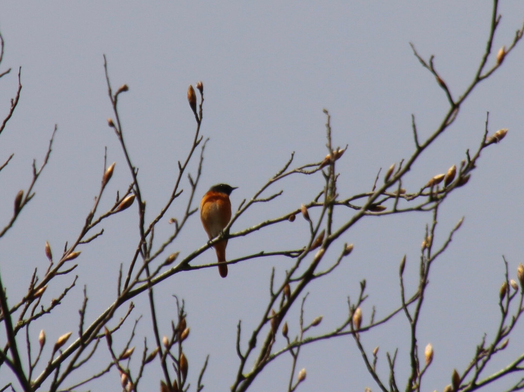 Birdsong Walks With Simon-Monyash必去景点