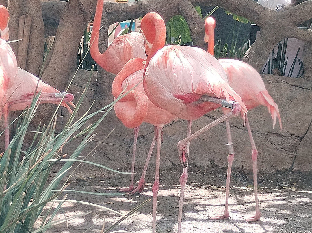 Acuario Michin Guadalajara-瓜达拉哈拉必去景点
