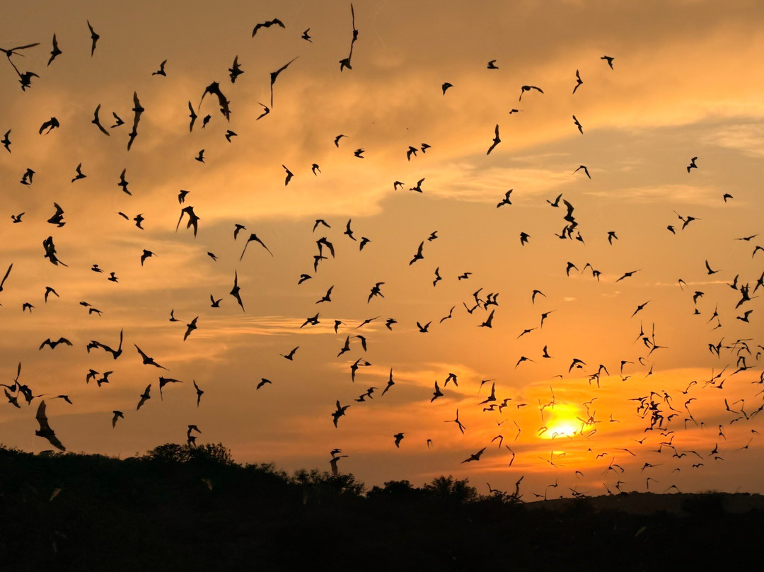 Frio Bat Flight Tours-Concan必去景点