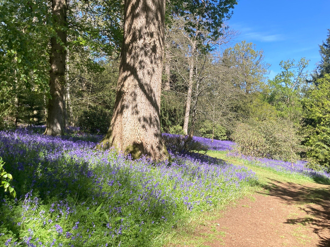 Bowood Woodland Garden-Calne必去景点