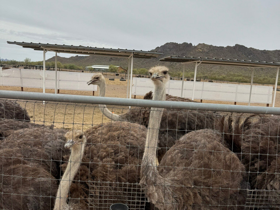 Rooster Cogburn Ostrich Ranch-Picacho必去景点