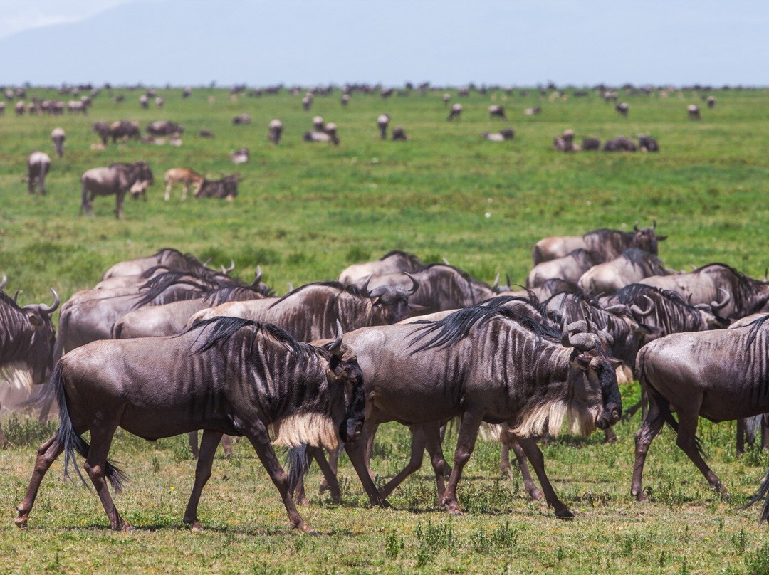 Ngorongoro Crater-恩戈罗恩戈罗保护区必去景点
