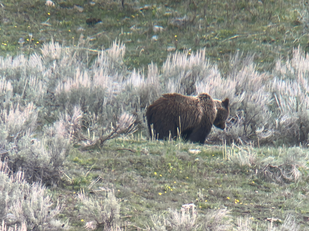 Yellowstone Wild-加德纳必去景点