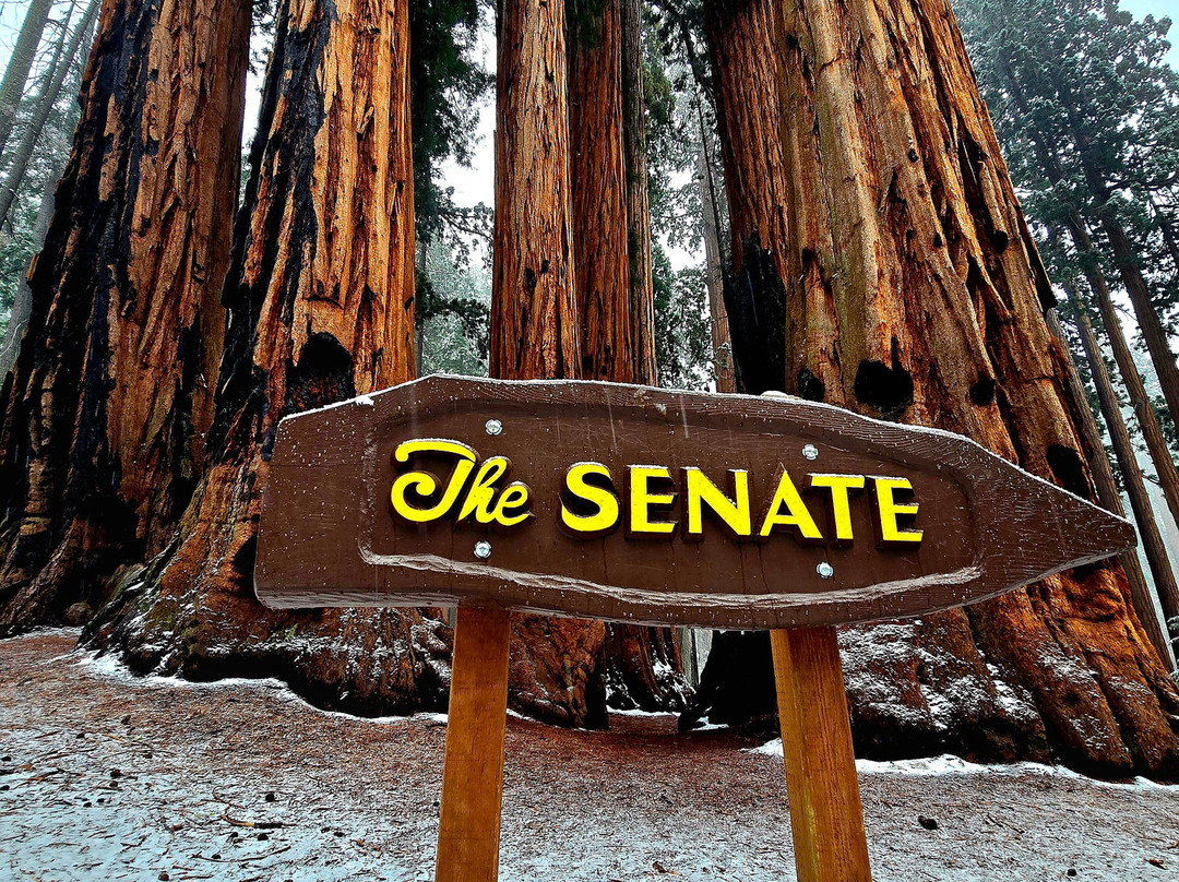 Sequoia National Park-维塞利亚必去景点