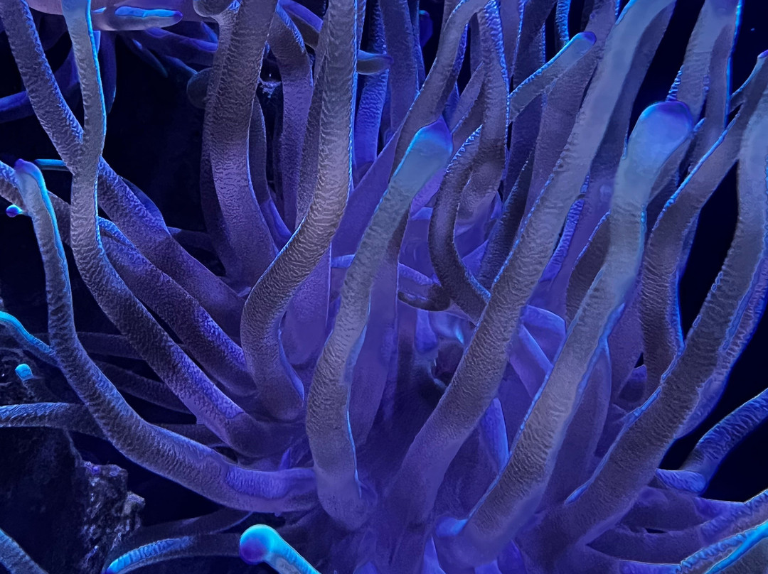 Acuario Michin Guadalajara-瓜达拉哈拉必去景点