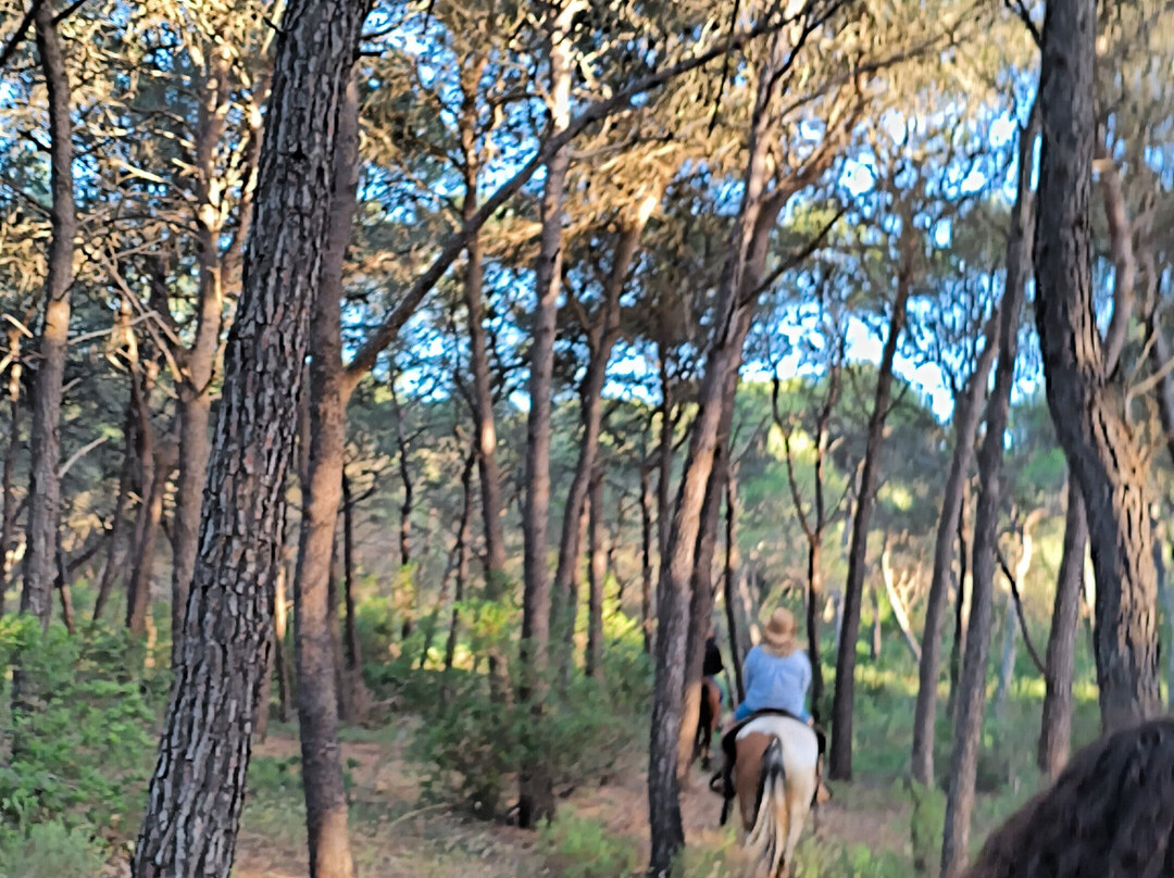 Family Horses 373-5361953-Marina di Ginosa必去景点