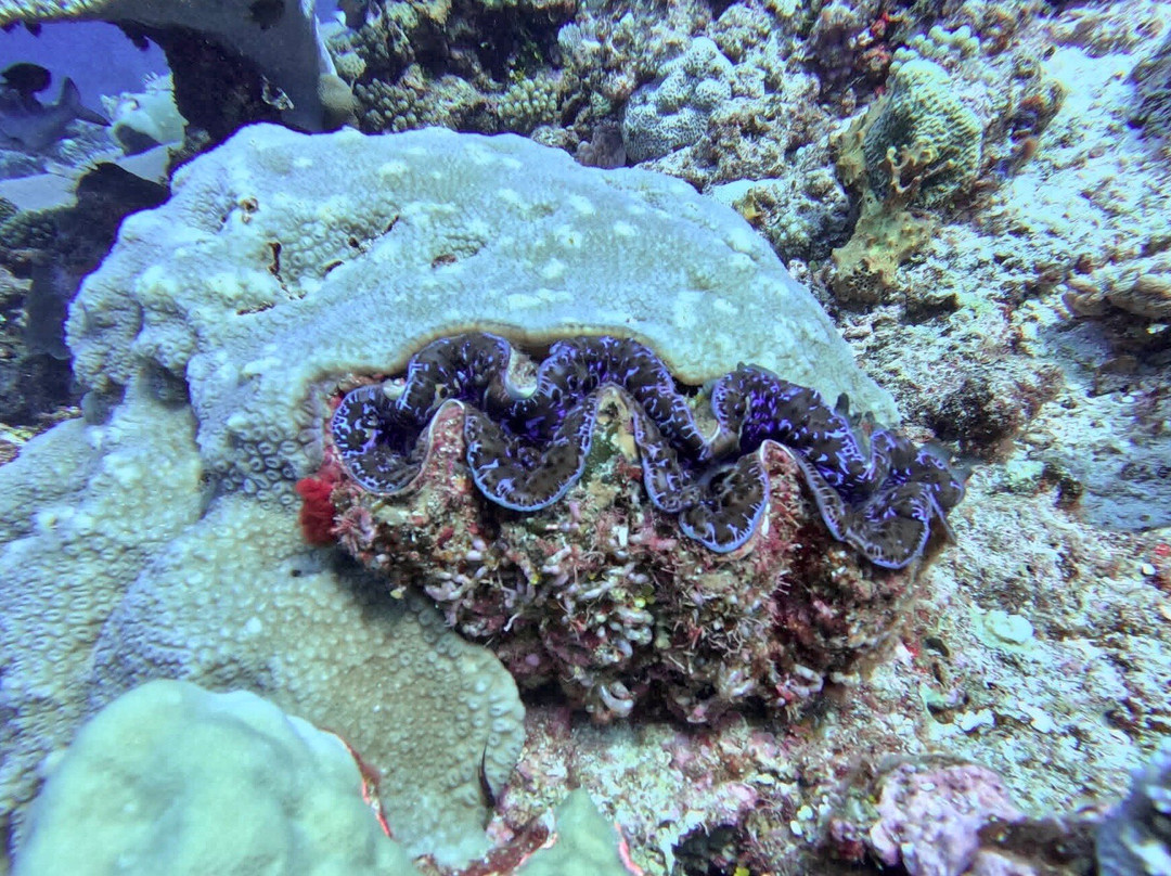 Niue Blue Island Experiences-阿洛菲必去景点