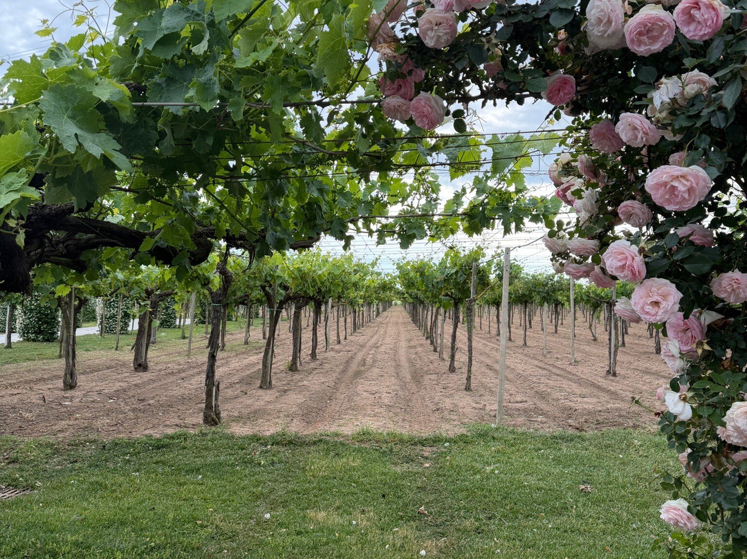 Cantina Sant'Andrea Azienda Agricola-特拉西那必去景点