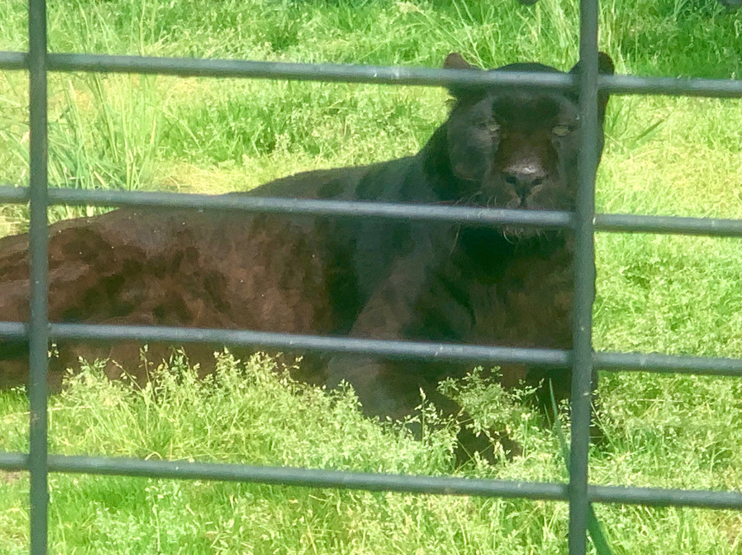 Space Farms Zoo & Museum