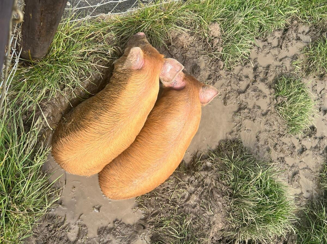 Chew Valley Animal Park-Chew Magna必去景点
