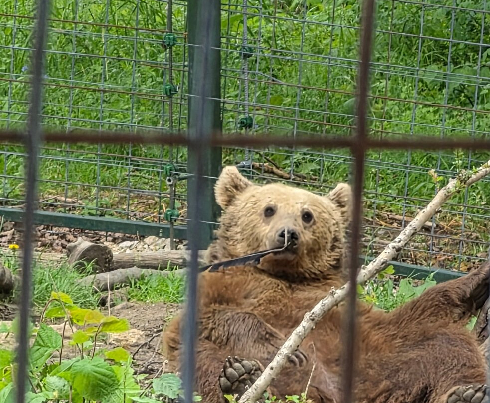 Libearty Bear Sanctuary Zarnesti-Zarnesti必去景点