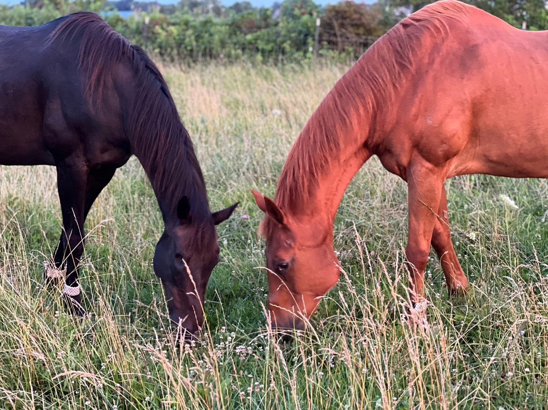 Sunrise Animal Sanctuary-马里斯维尔必去景点