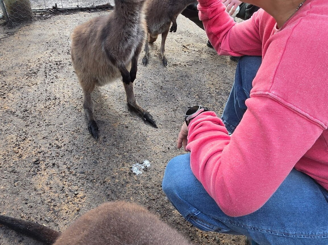 Kangaroo Island Wildlife Park-塞登必去景点