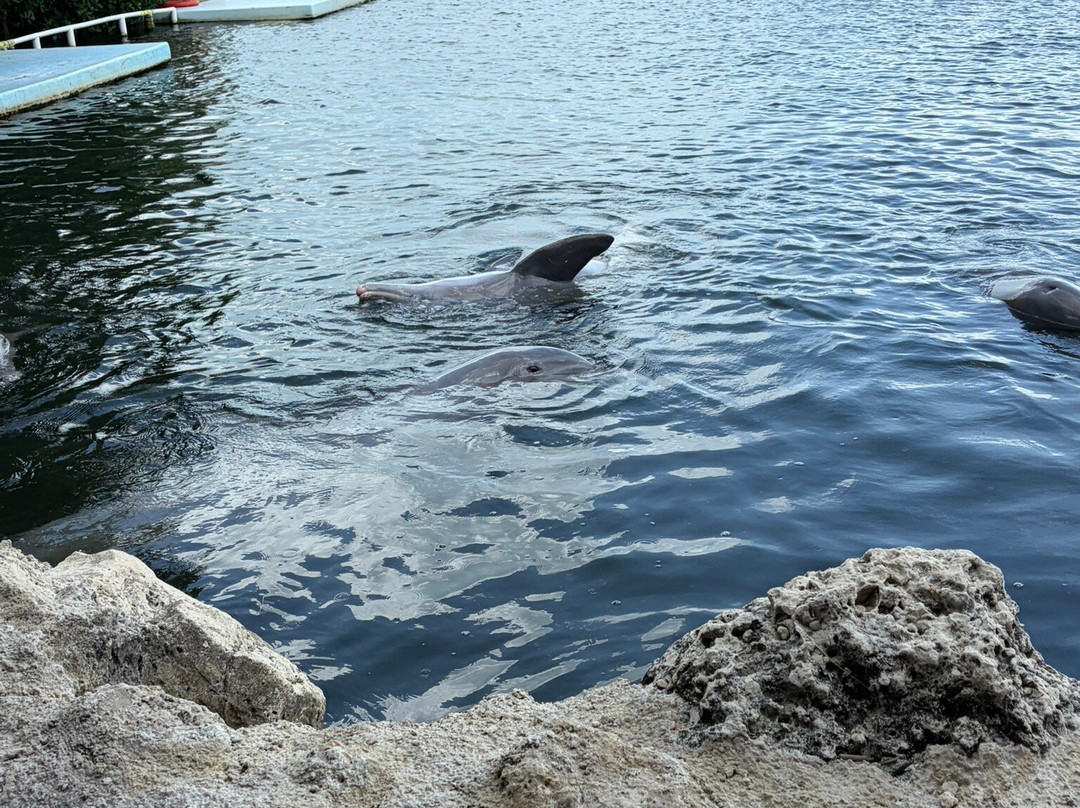 Dolphin Research Center-Grassy Key必去景点