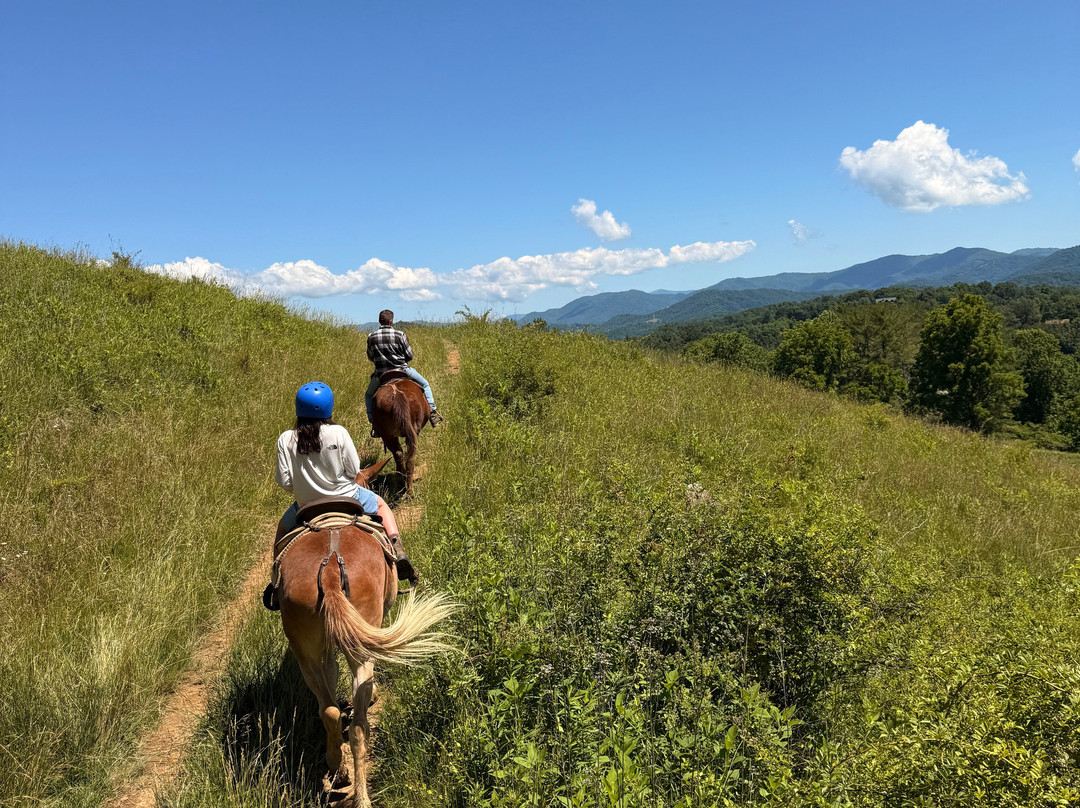Sandy Bottom Trail Rides-Marshall必去景点