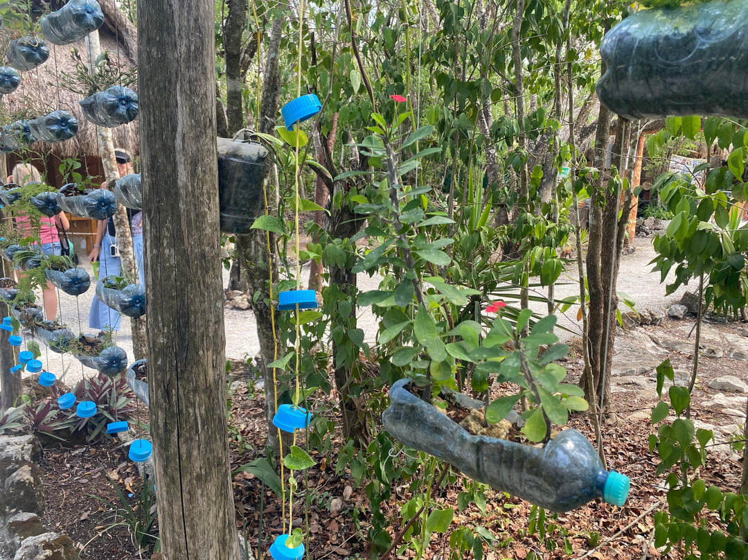 Mayan Bee Sanctuary-San Miguel de Cozumel必去景点