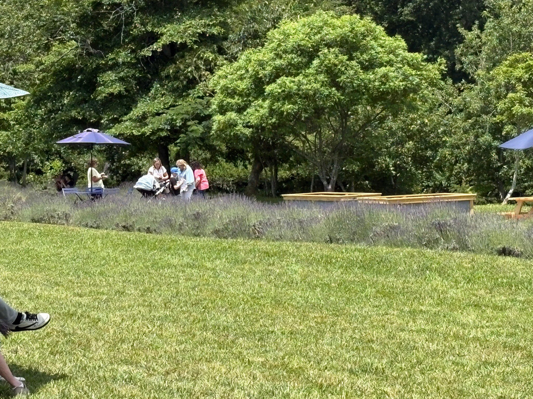 Lookout Lavender Farm
