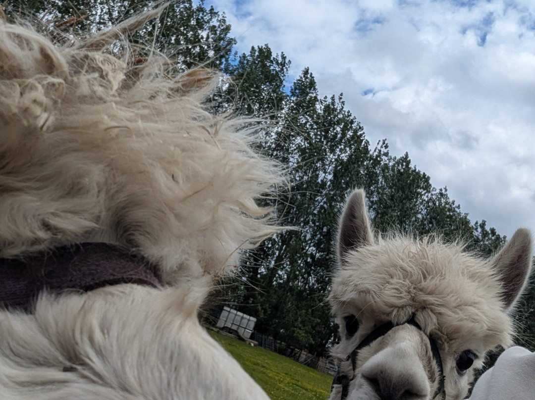 Woodlands Alpaca Farm-沃灵顿必去景点