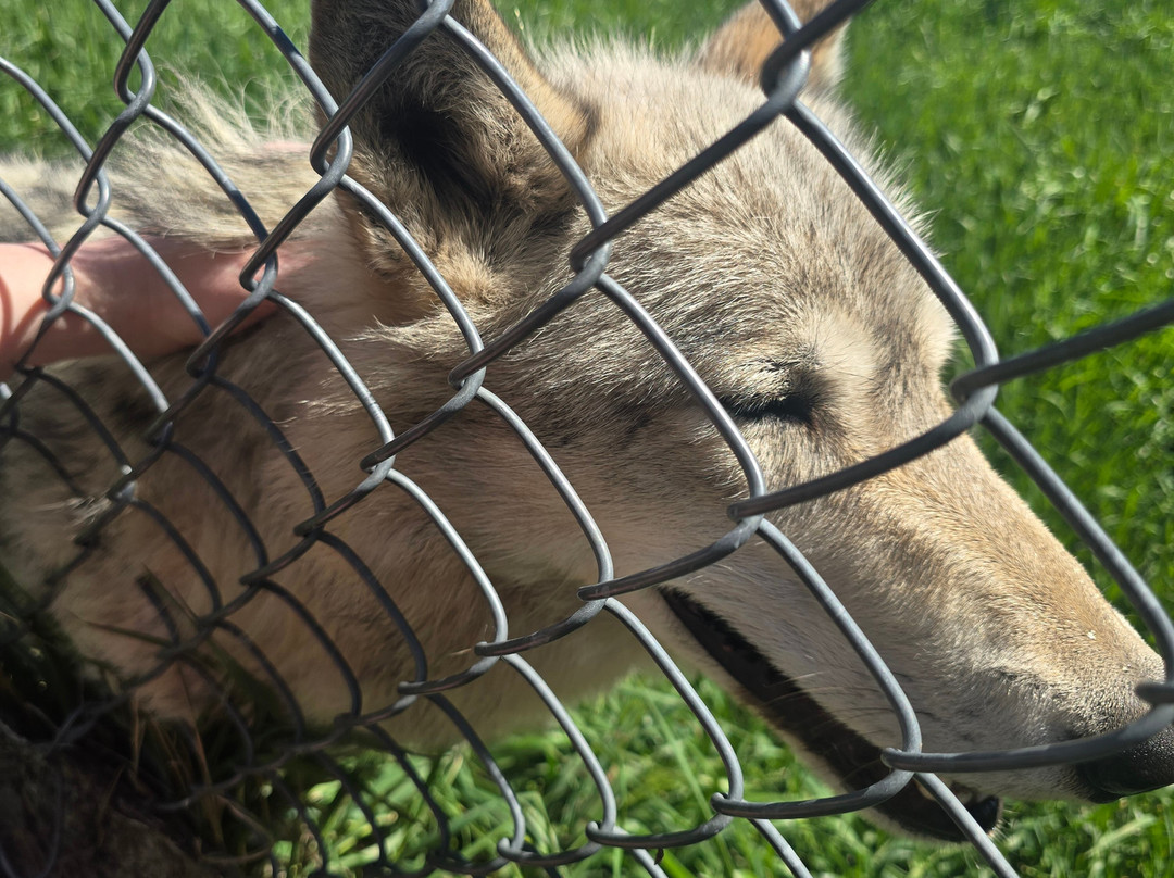 Howlers Inn Bed & Breakfast and Wolf Sanctuary主图