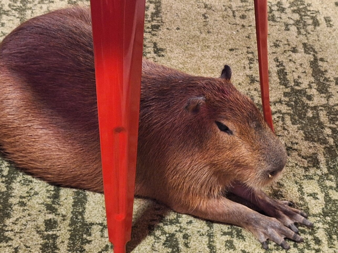 Wild Encounters - A Capybara Cafe-巴拿马城海滩必去景点