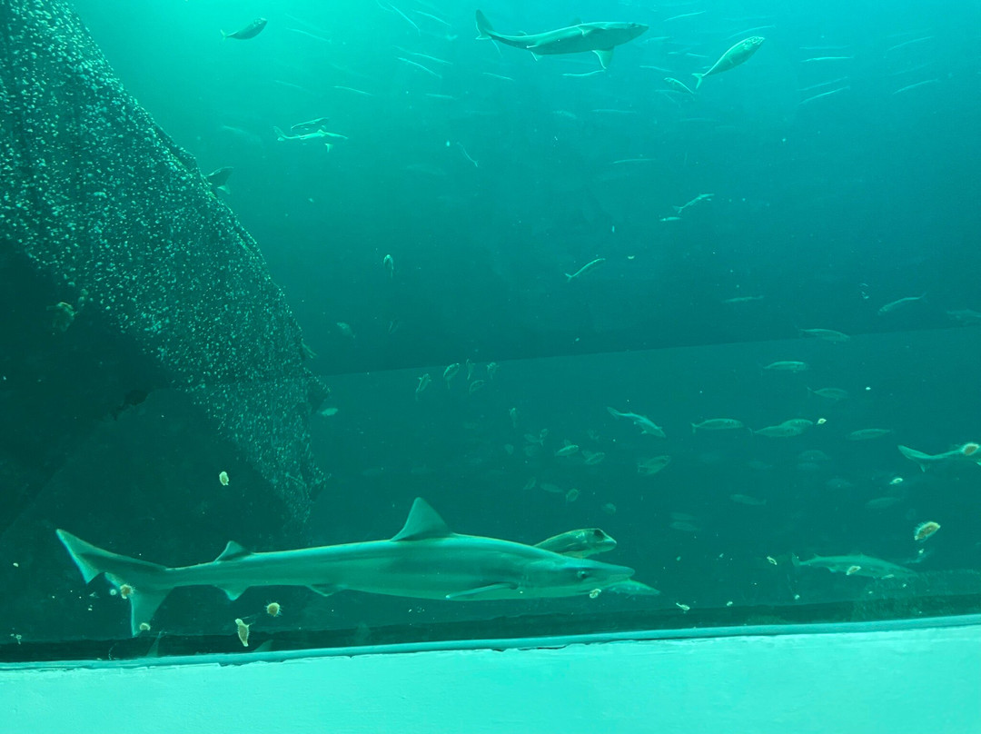 Nordsoen Oceanarium-赫茨哈斯必去景点
