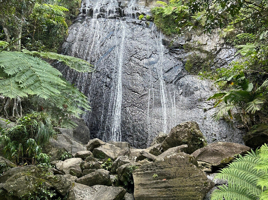 El Yunque National Forest-云盖国家森林公园必去景点
