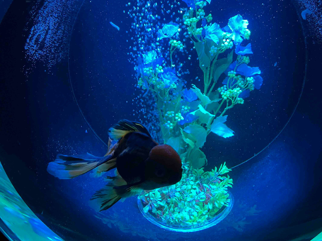 Art Aquarium-Ginza必去景点