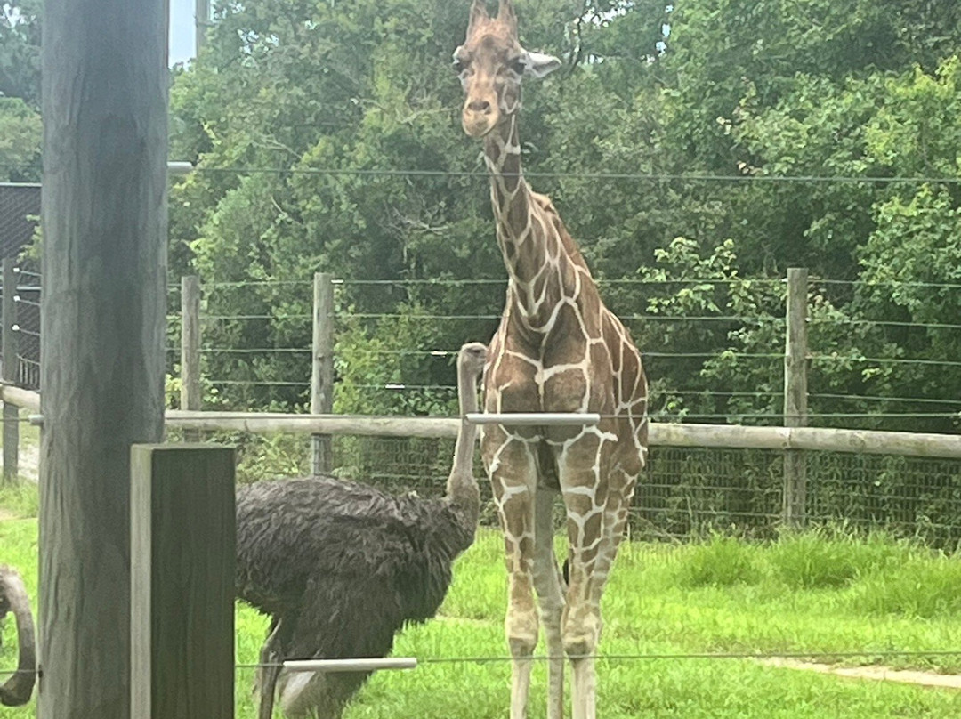 Alabama Gulf Coast Zoo-格尔夫海岸必去景点