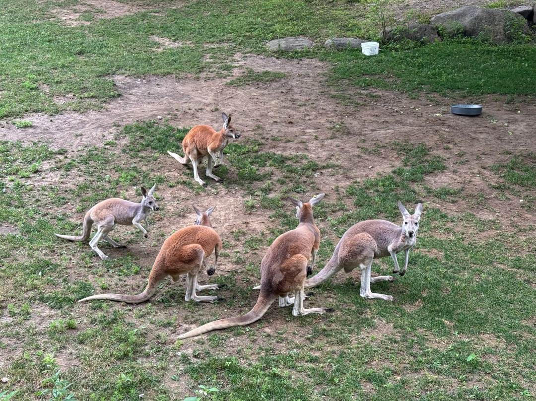 Southwick's Zoo-Mendon必去景点