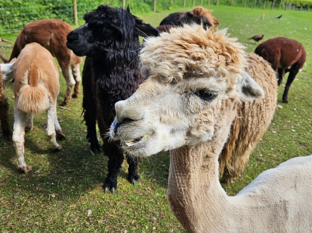 Alpacaly Ever After-Portinscale必去景点
