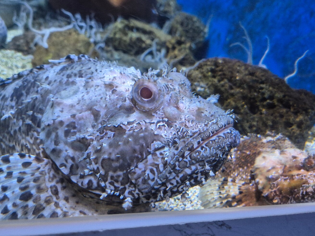 Aquarium Piran-皮兰必去景点
