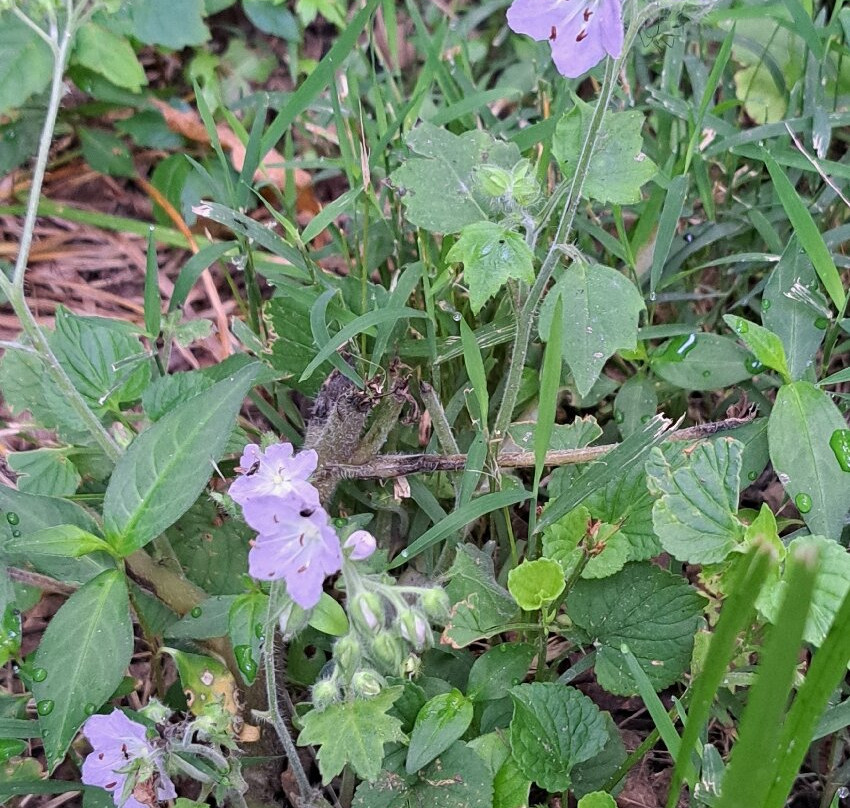 Chain O'Lakes State Park-Albion必去景点