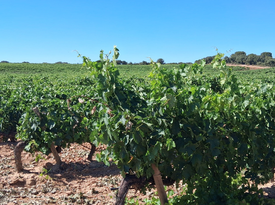 Bodegas Y Vinedos PradoRey-Gumiel Del Mercado必去景点