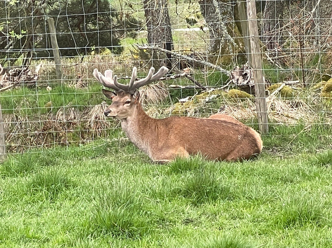 Tullynessle Deer Farm