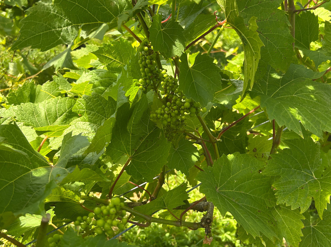 Glyndwr Vineyard-卡迪夫必去景点