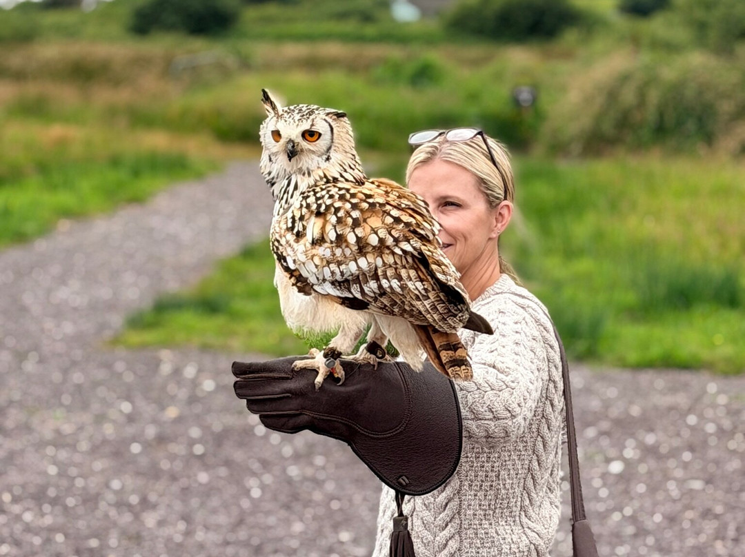 Kingdom Falconry - Dingle-丁格尔必去景点